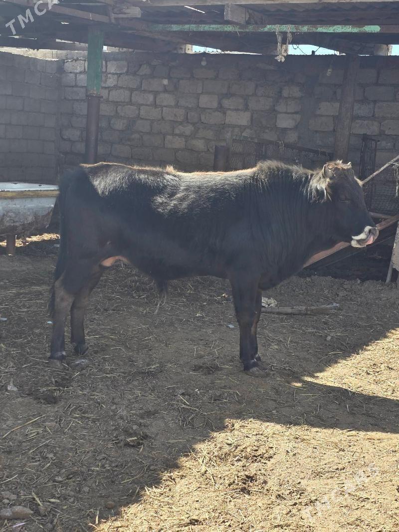 okuz - Гарадамак - img 1