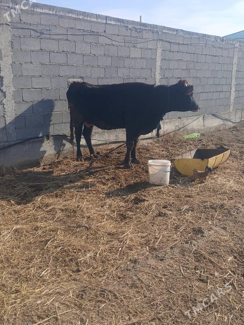 Goleli sygyr - Гёкдепе - img 1