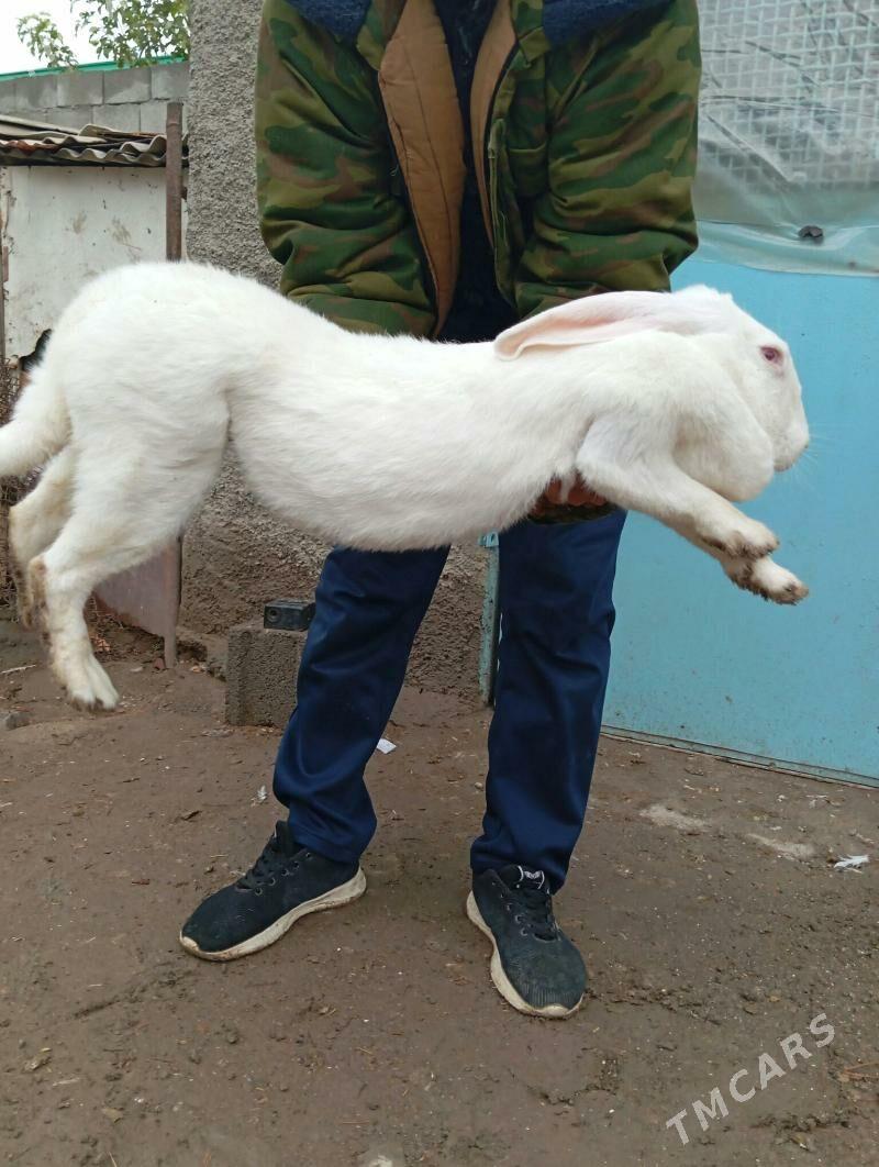 Towşan - Бузмеин - img 1