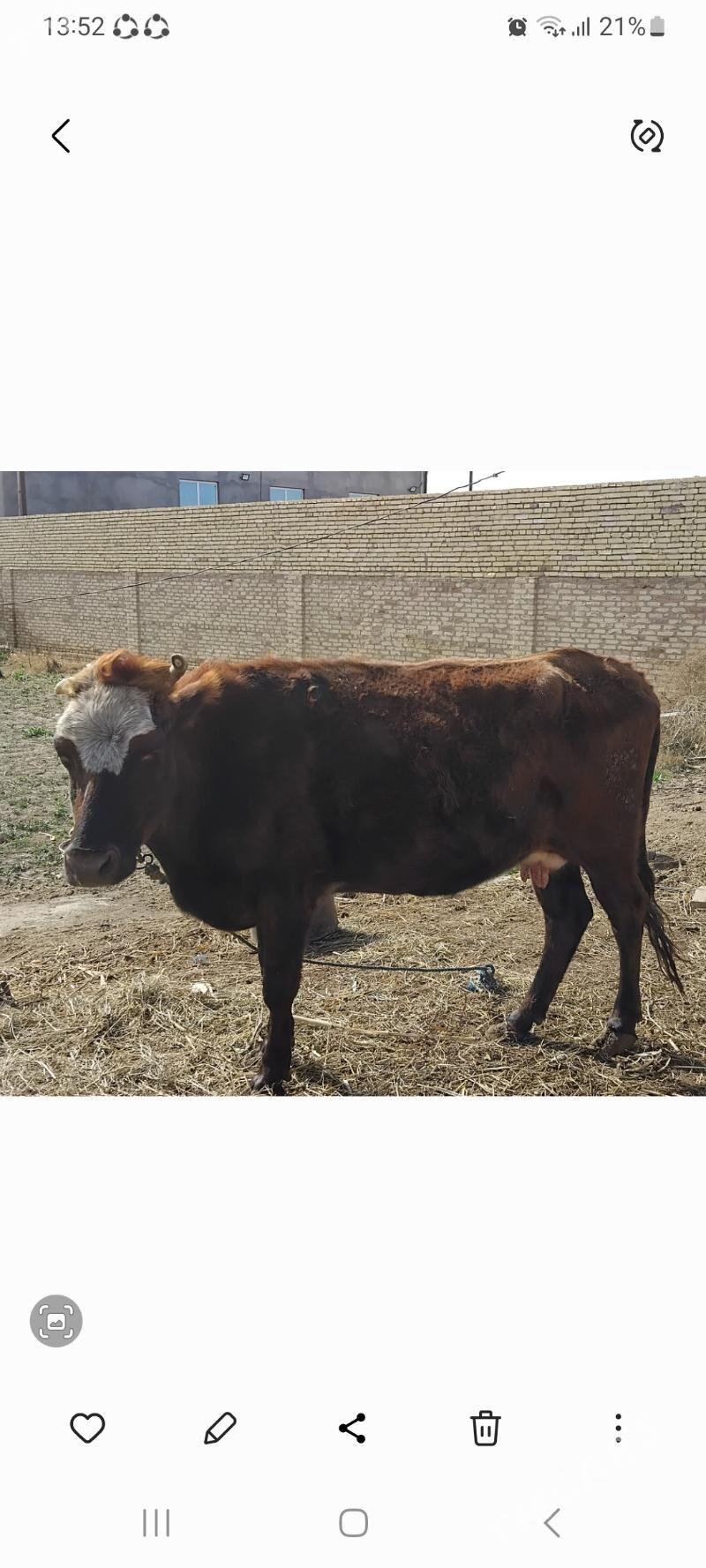 Baklyk sygyr - Dänew - img 1