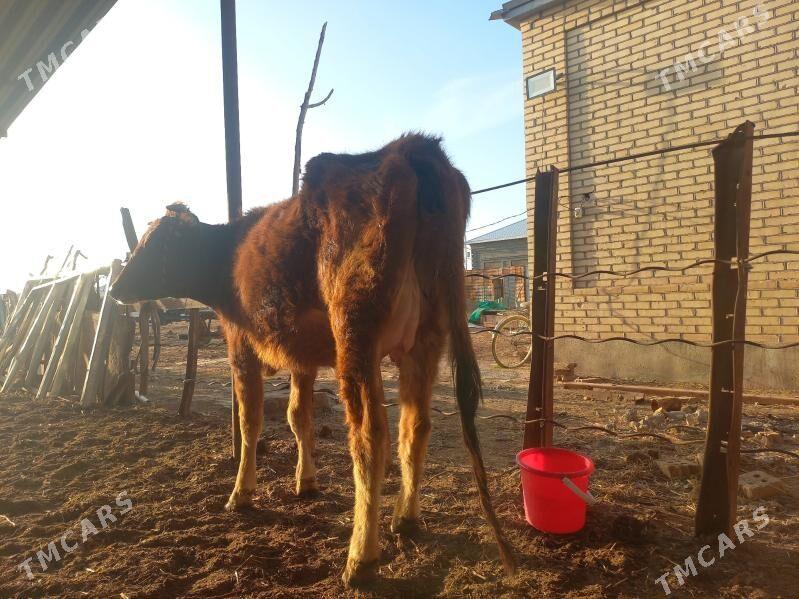 göleli. - Wekilbazar - img 1