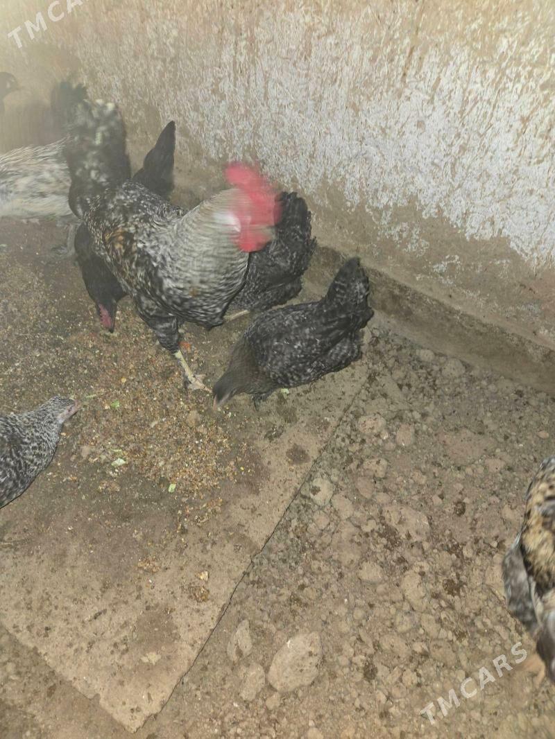 dominant we adler poroda jyjel - Кака - img 1