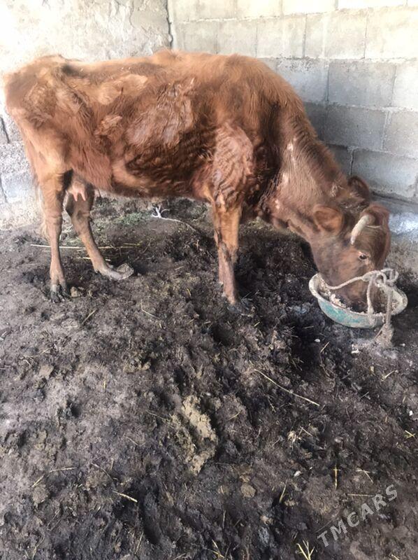 Gysyr sygyr - Гарадамак Шор - img 1