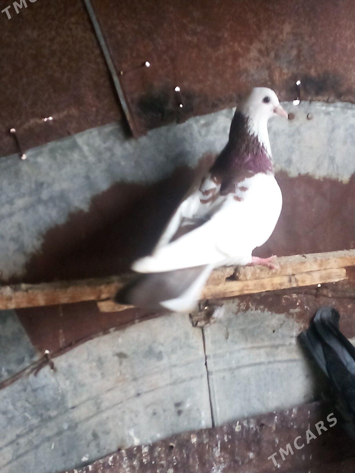 kepderi - Сакарчага - img 1