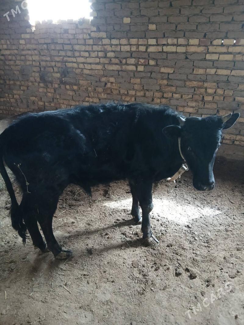 okuzce - Mary - img 1