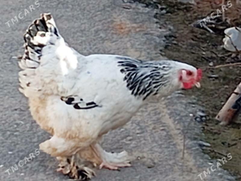 brama towuk 7 aýlyk - Чоганлы - img 1