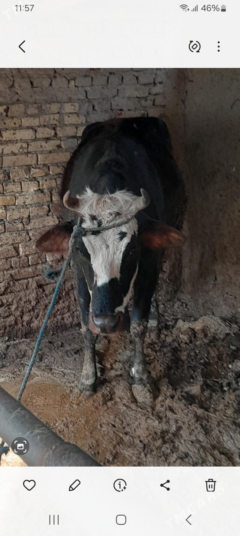 satlyk sygyr - Türkmenabat - img 1