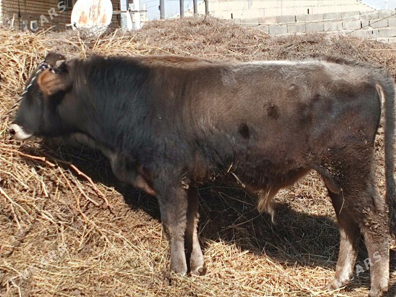 öküz - Анев - img 1