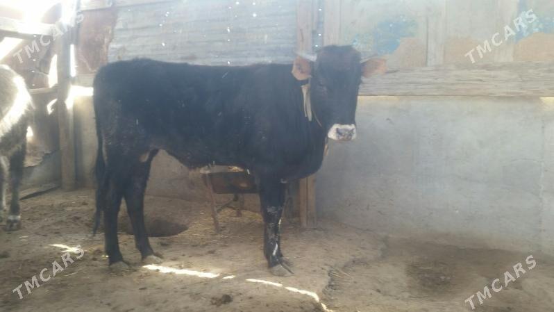 öküz tohum mal - Гызыларбат - img 1