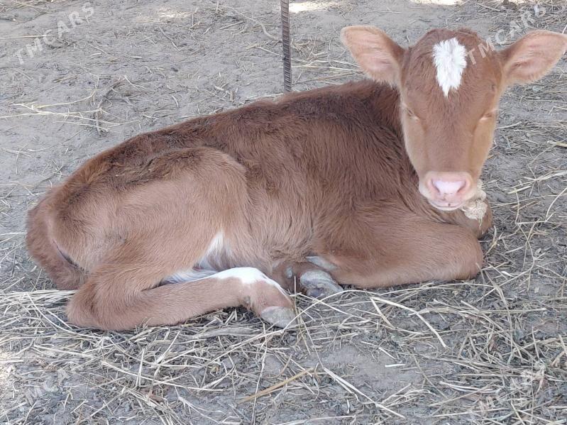 GOLELI SYGYR - Bäherden - img 1