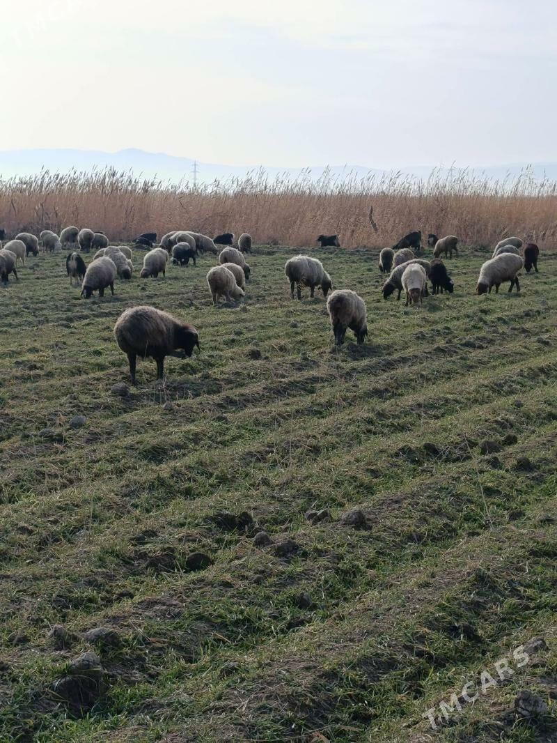 семиз гойун - Gyzylarbat - img 1