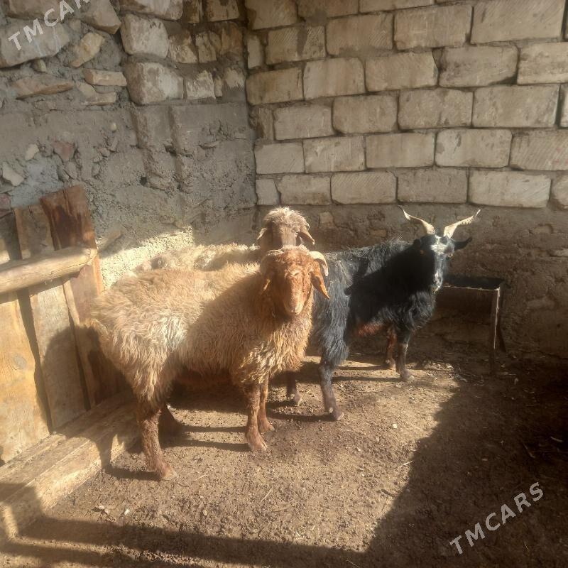 goýun geçi - Balkanabat - img 1