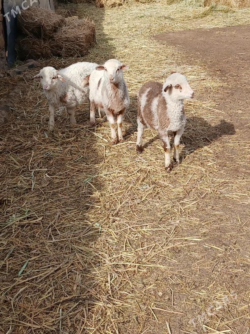 Goyun - Bäherden - img 1