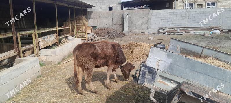 bogaz sygyr - Aşgabat - img 1