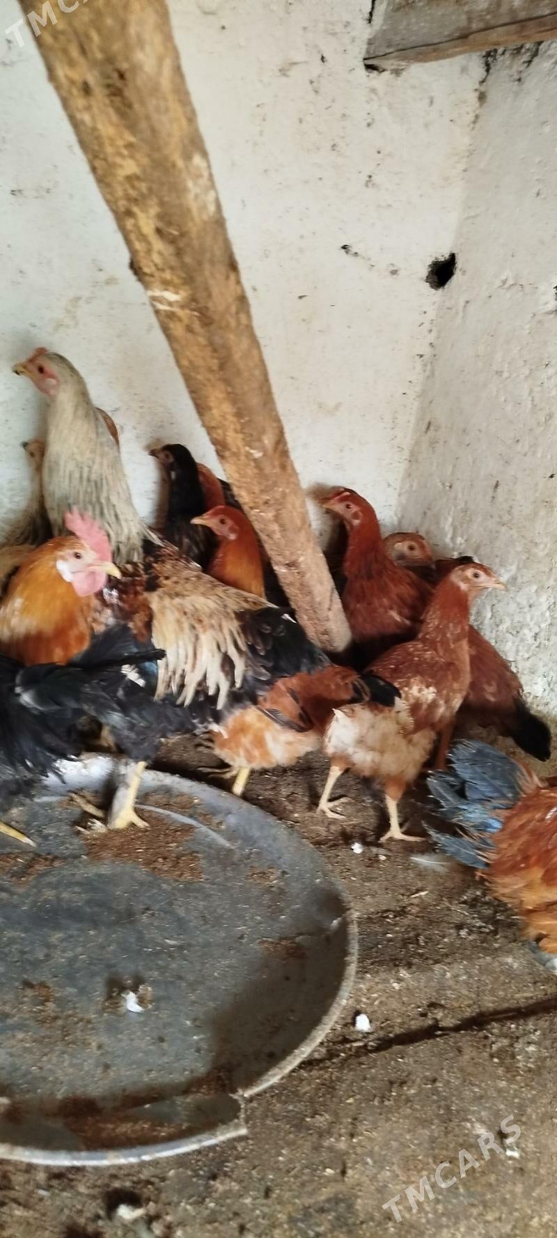 towuklar - Gyzylarbat - img 1