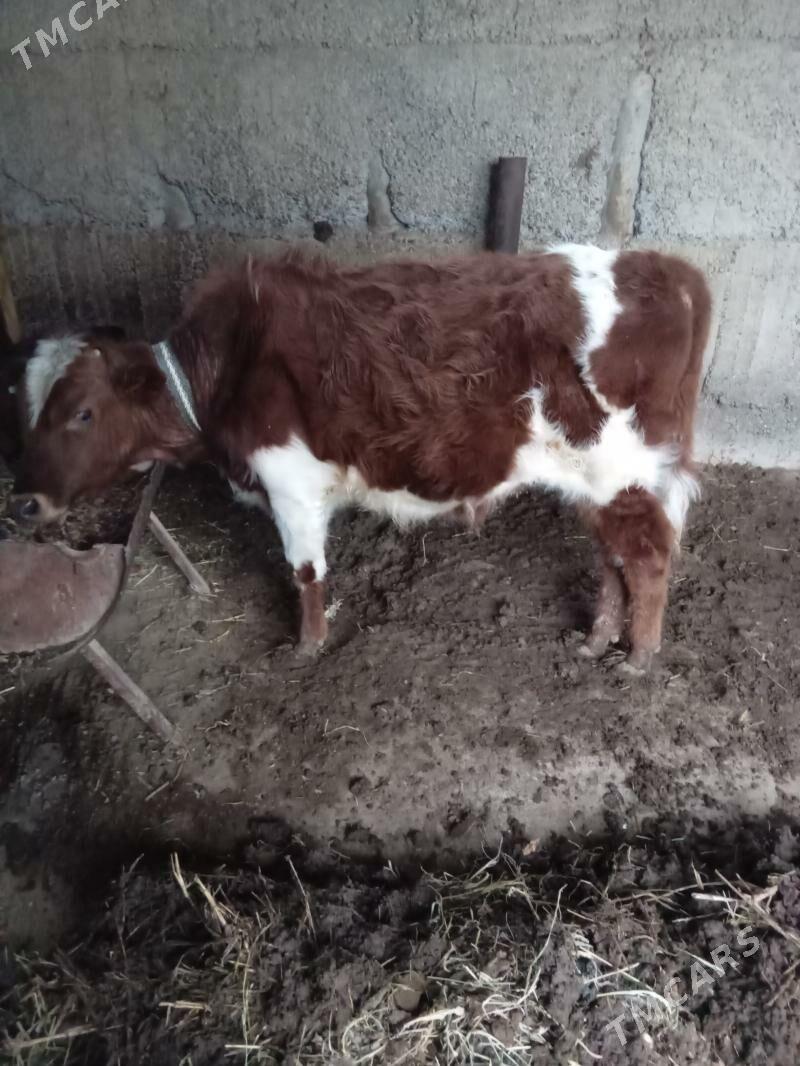 gybrit tohum - Büzmeýin - img 1