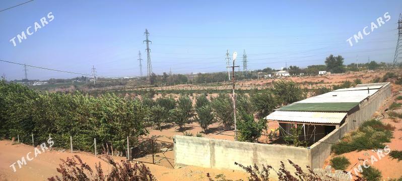 anew mellek - Анев - img 1