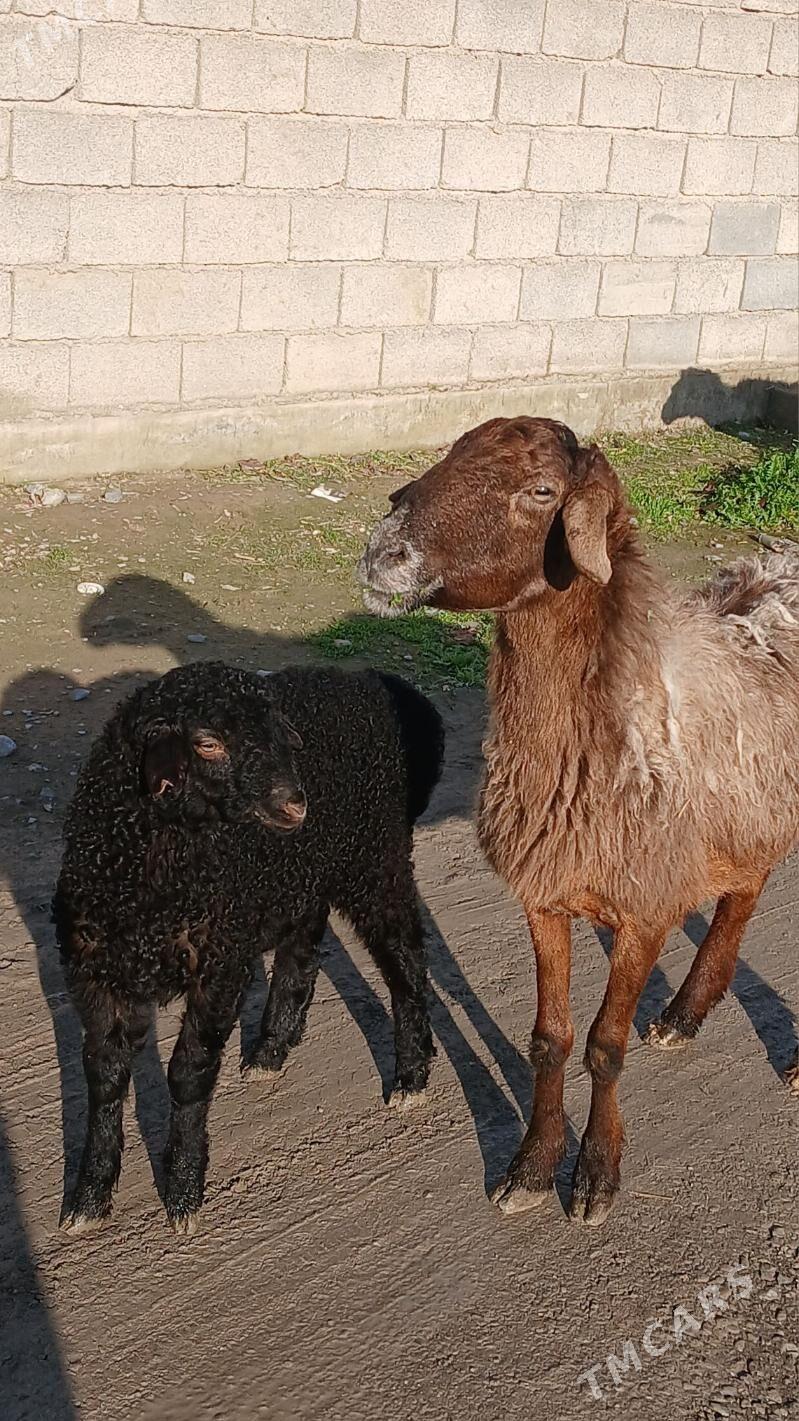 Guzyly goÿyn - Гёкдепе - img 1