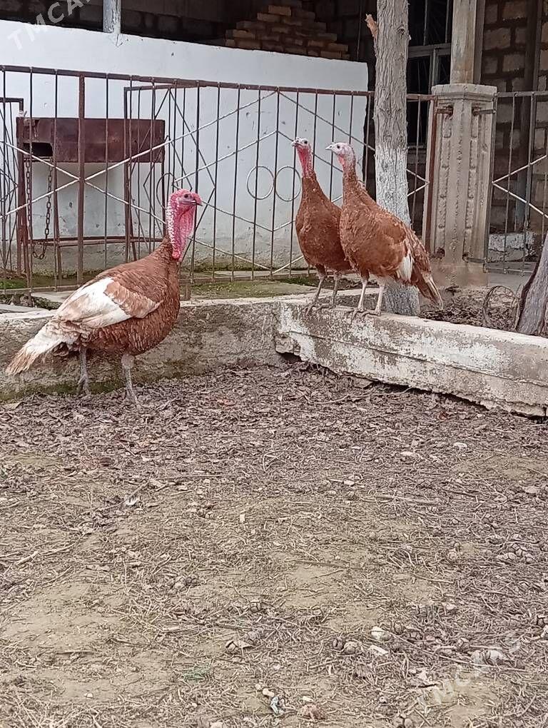 paroda induklar - Гызыларбат - img 1