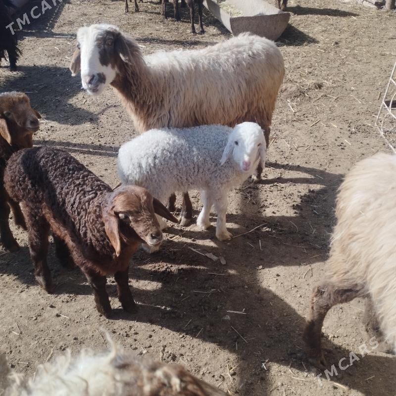 Guzuly goyun - Эсенгулы - img 1