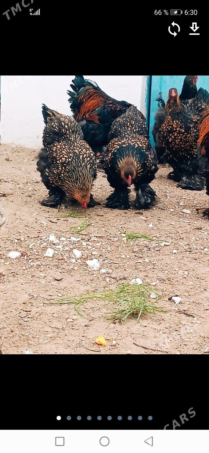 Lasep Brama Juje - Gumdag - img 1