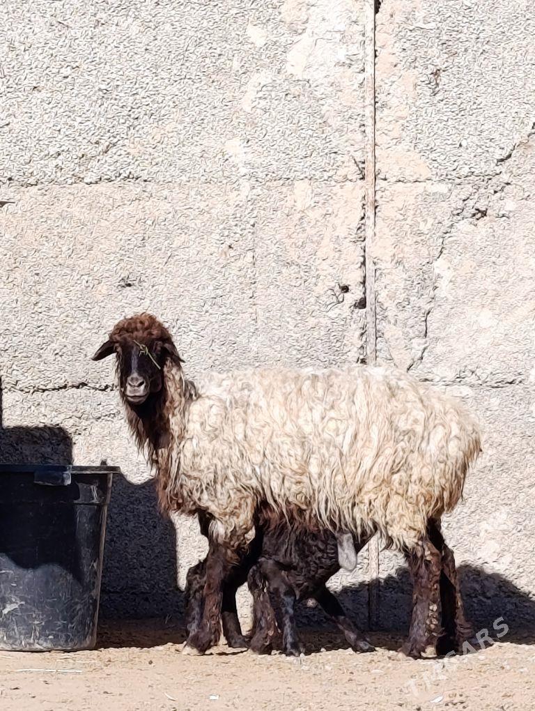 goyun, guzuly goyun - Herrikgala - img 1