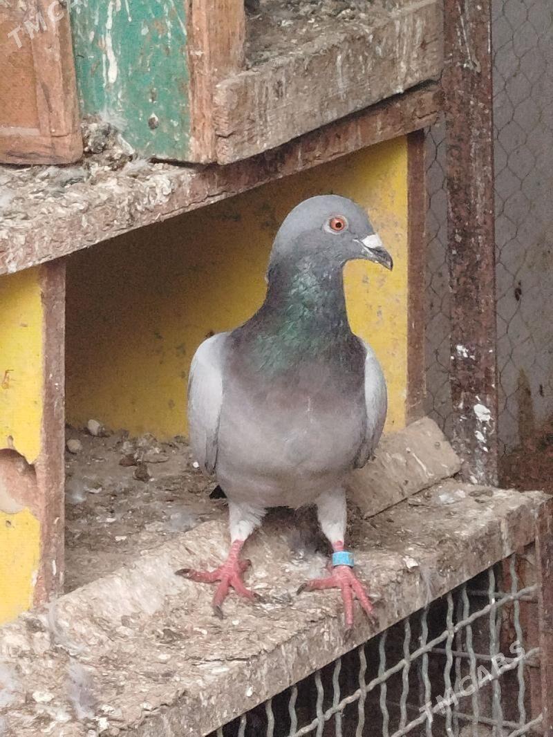 pactowy - Gyzylarbat - img 1