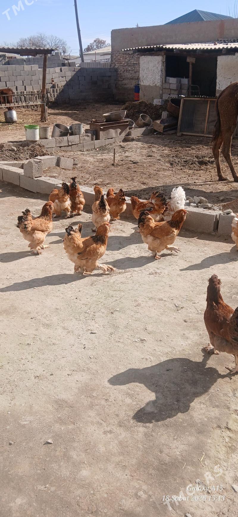 Brama towuklar - Бахарден - img 1