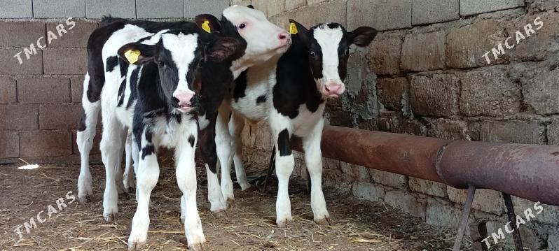 Öküz göle Öküzçe - Ашхабад - img 1