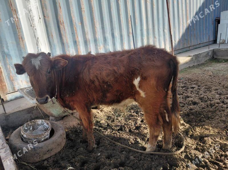 okuz - Ашхабад - img 1