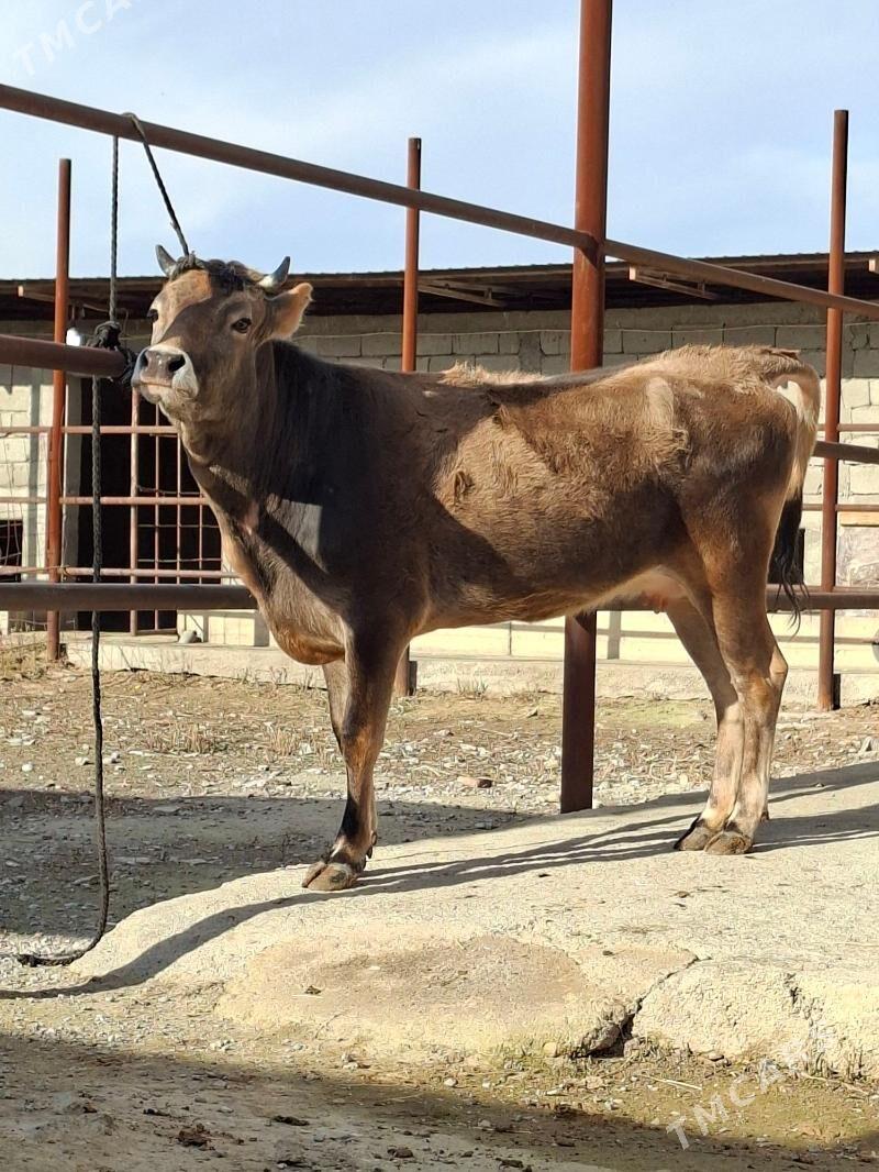 Sygyrlar - Aşgabat - img 1