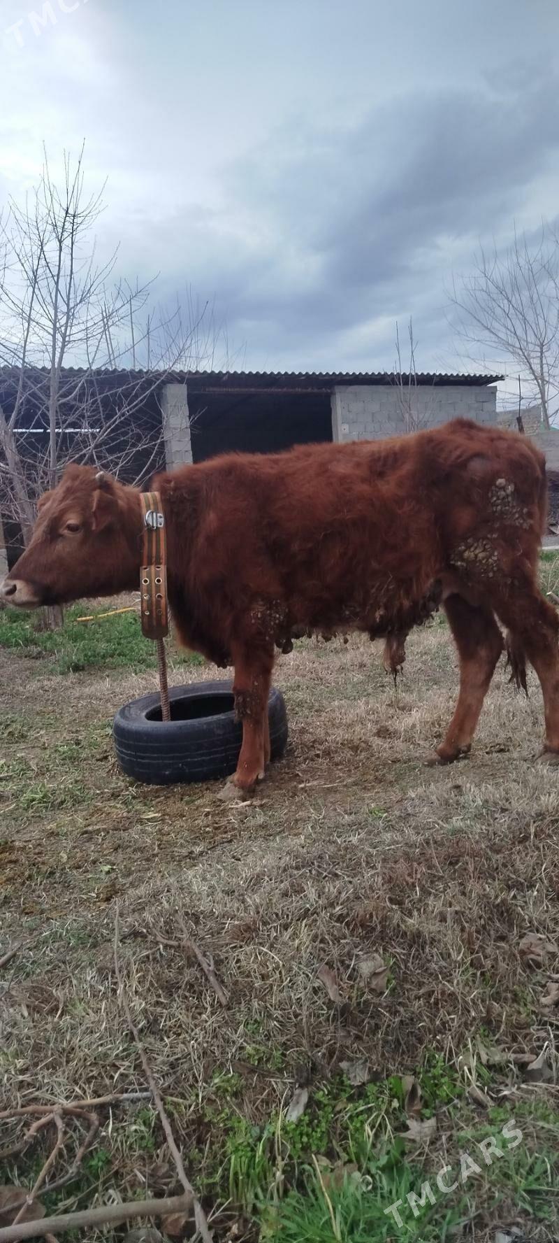 öküz - Гёкдепе - img 1