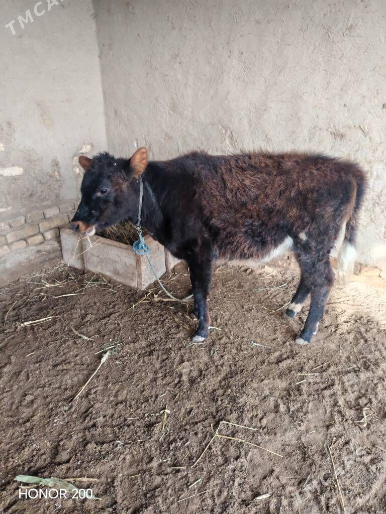 Gacar - Görogly (Tagta) - img 1