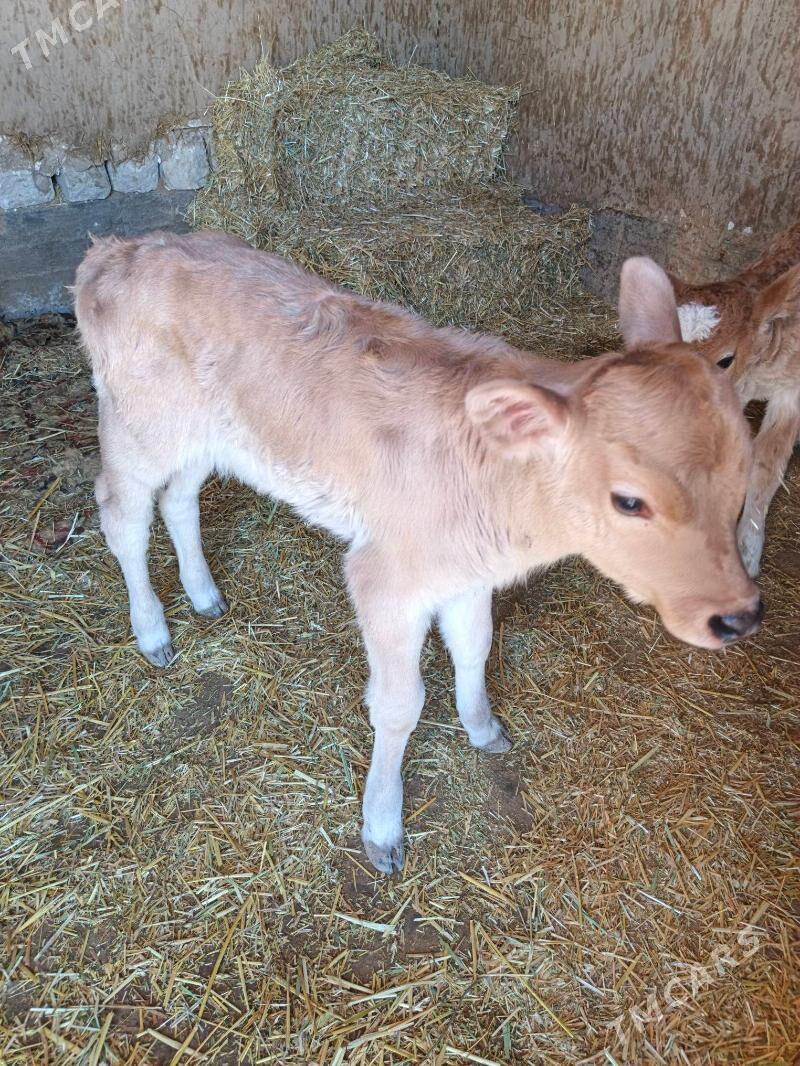 goleli sygyr - Гызыларбат - img 1