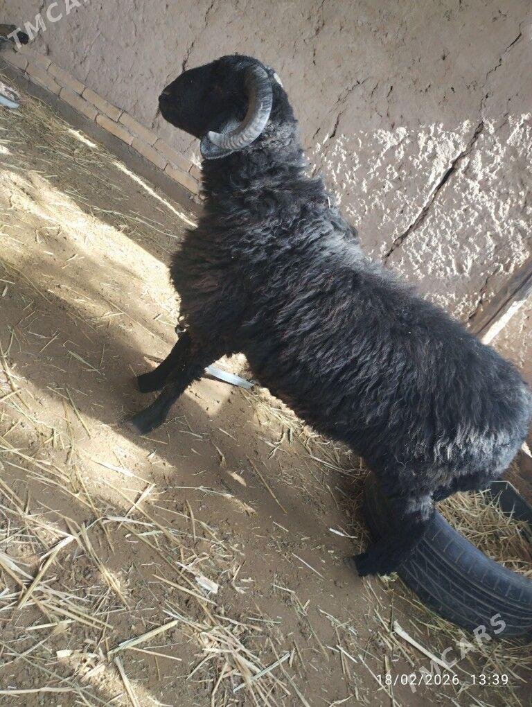 GOÇ - Фарап - img 1