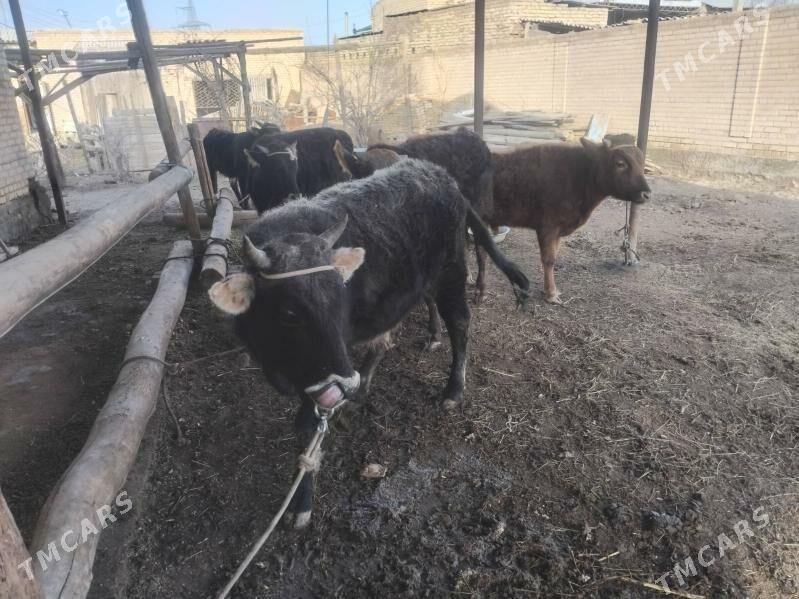 okiz bar 5sany - Türkmenabat - img 1