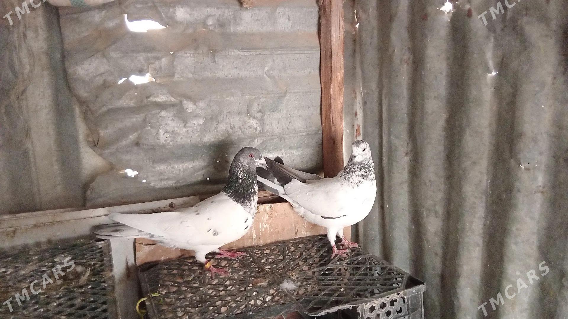 kepder - Туркменабат - img 1