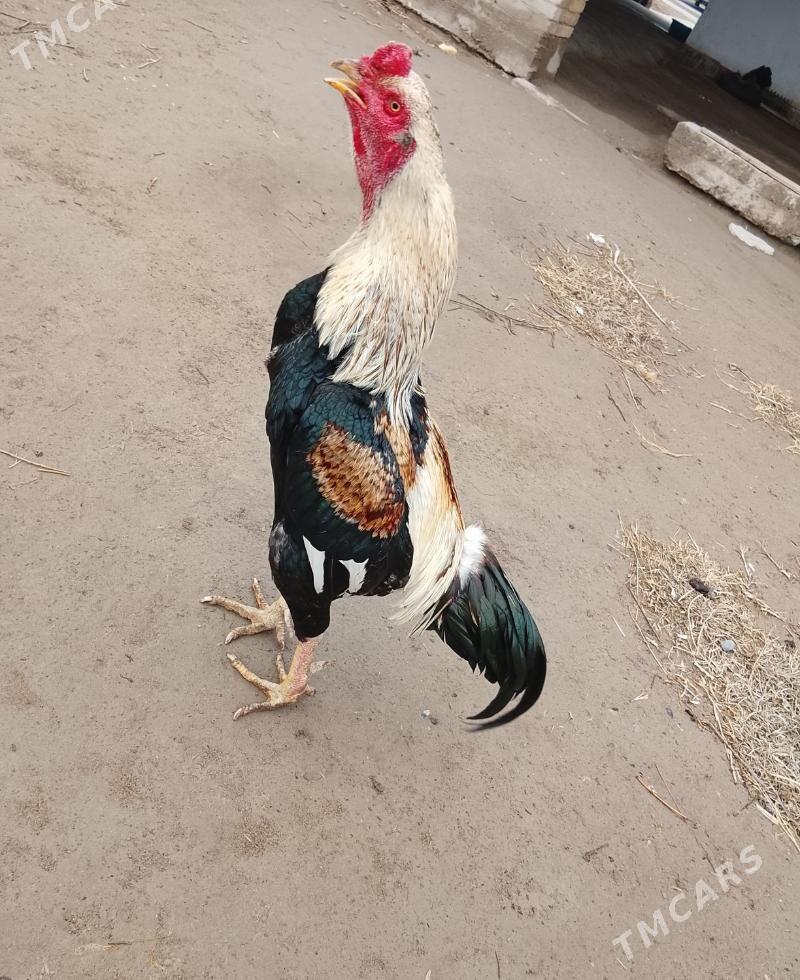 HORAZ - Dänew - img 1