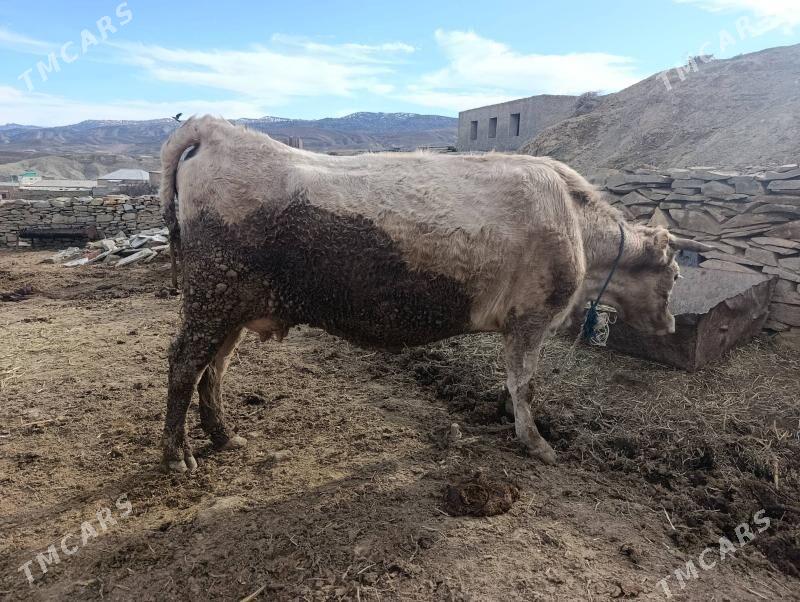 sütli sygyr - Бахарден - img 1