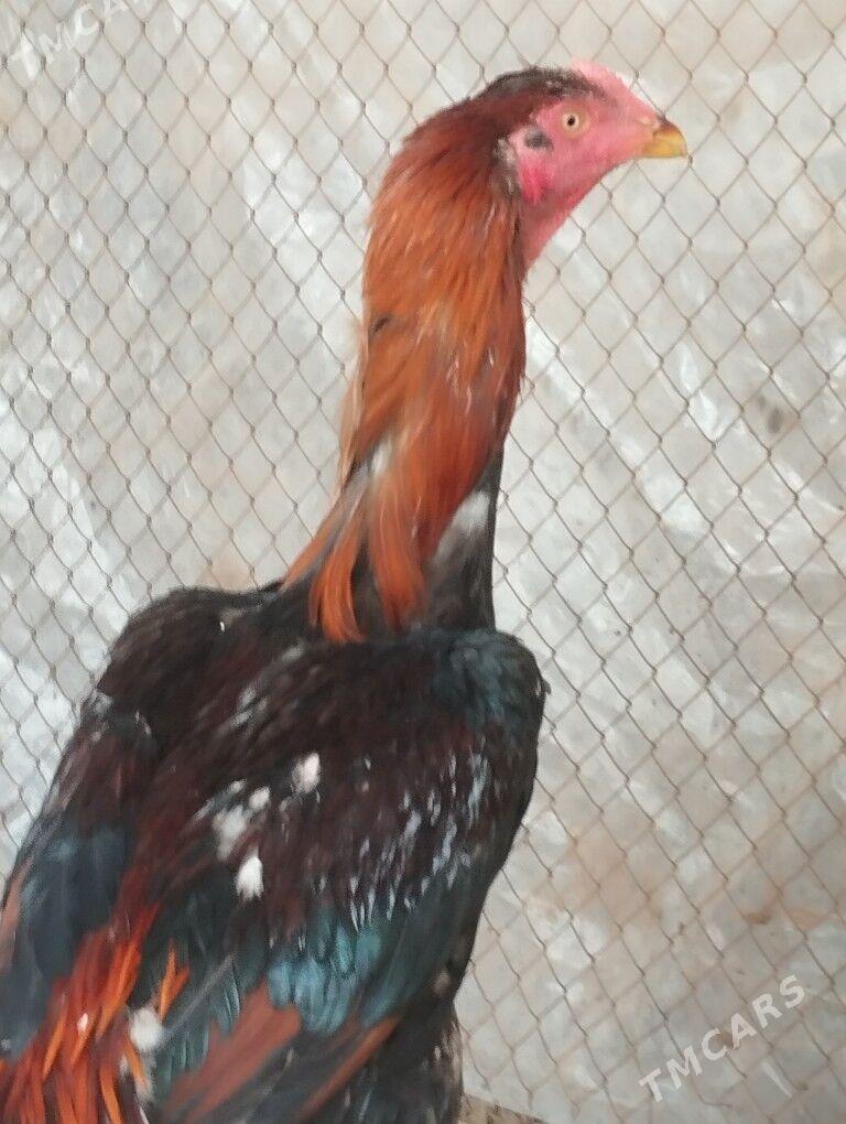 Horaz - Мургап - img 1