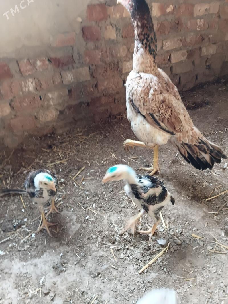 juje horaz towuk - Daşoguz - img 1