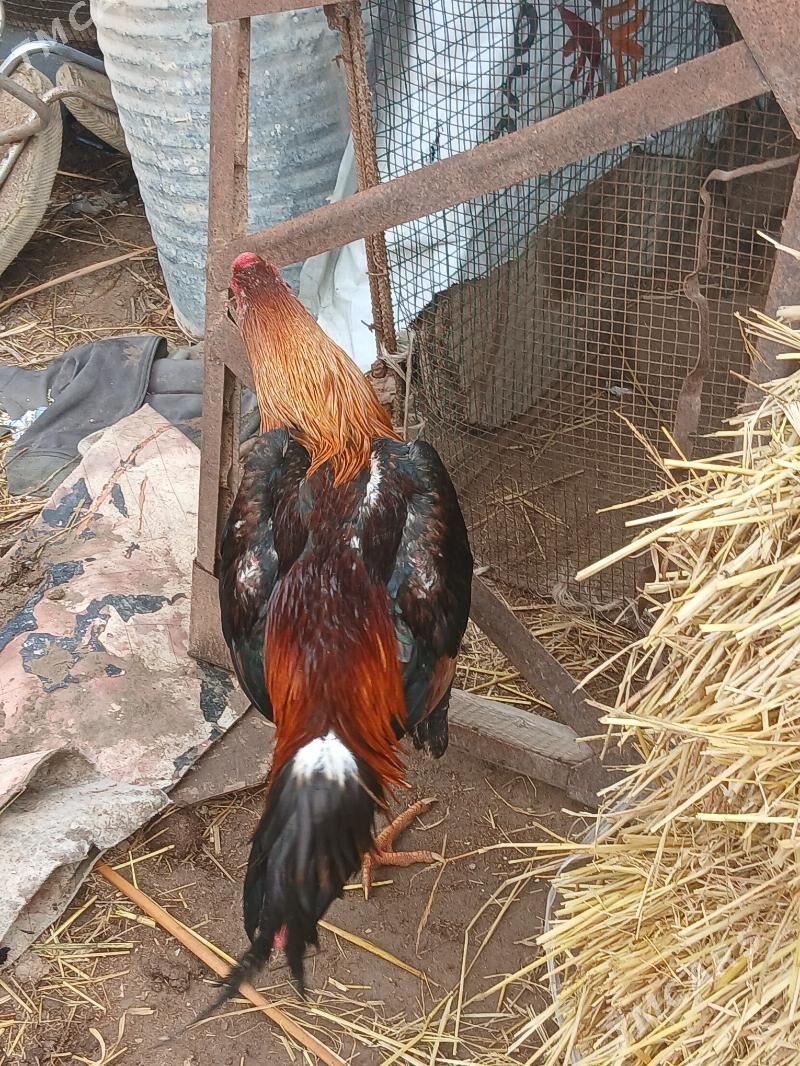 Baysy horazlar - Саят - img 1