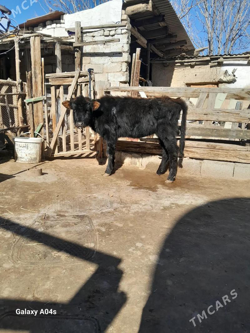 Tüwe - Köşi - img 1