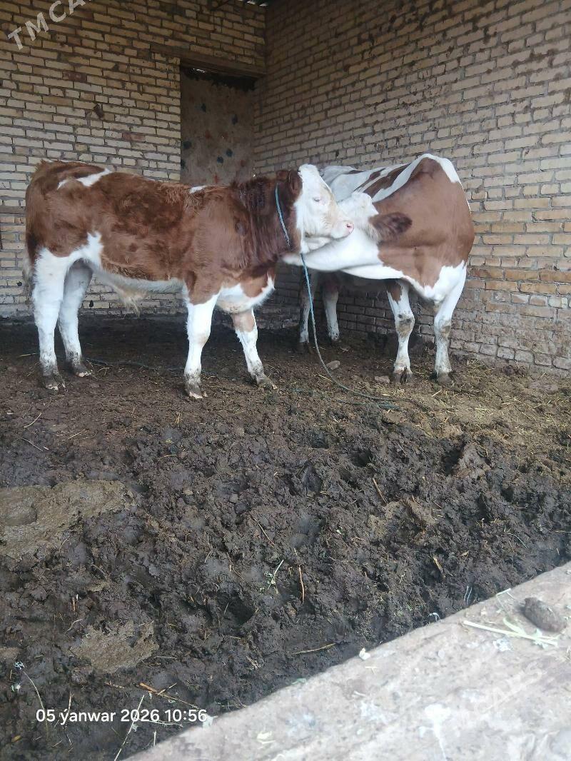 сементал - Halaç - img 1