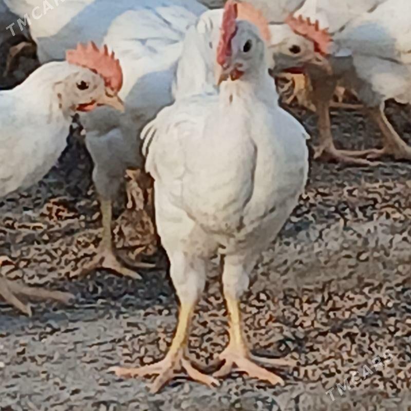 jüje - Gökdepe - img 1