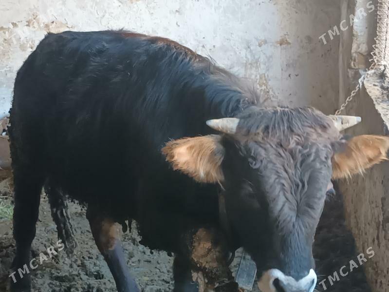 Окуз - Kaka - img 1