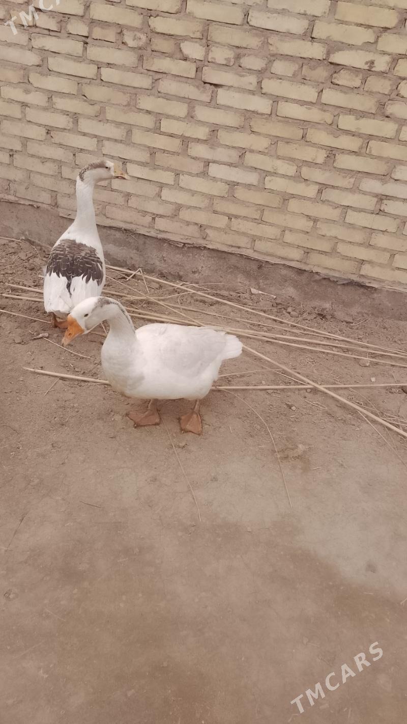 Induklar ve gazlar - Фарап - img 1