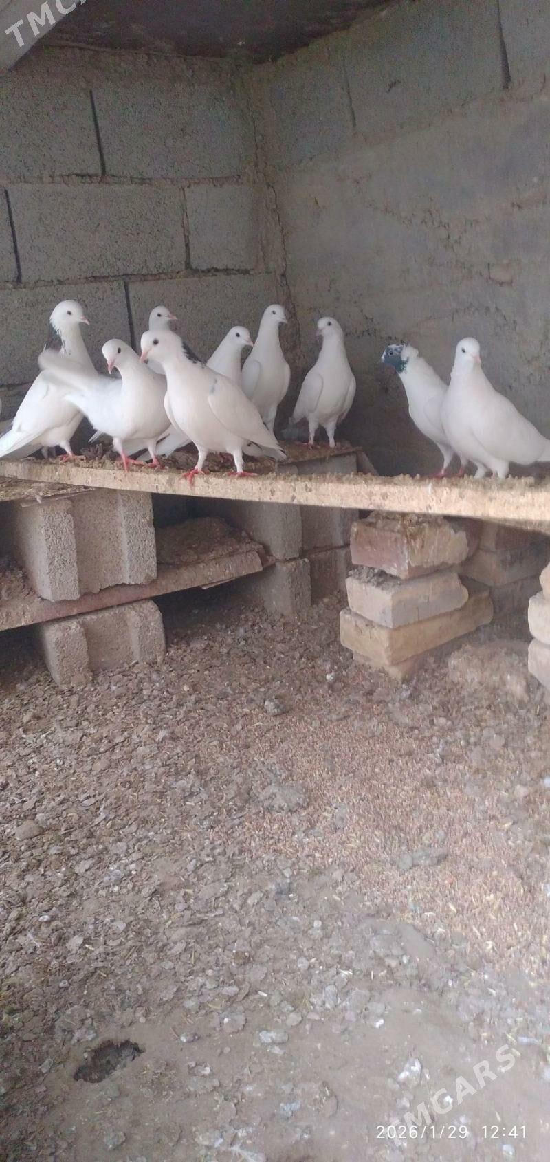 Kepderi - Джебел - img 1