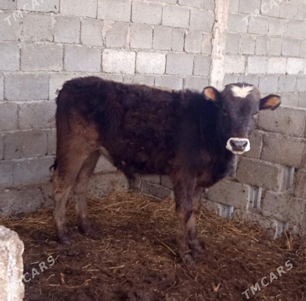 gibirit okuz - Aşgabat - img 1