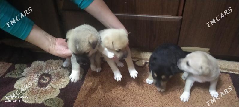 собачки - Aşgabat - img 1